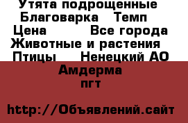 Утята подрощенные “Благоварка“,“Темп“ › Цена ­ 100 - Все города Животные и растения » Птицы   . Ненецкий АО,Амдерма пгт
